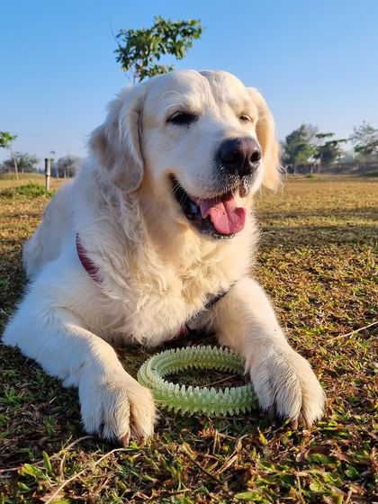 The Pawsome Camp - Dog Daycare & Boarding Our Pack: Portraits from the Camp photo 4