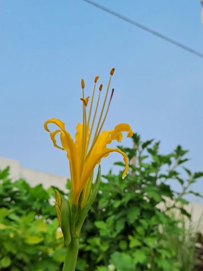 Bhardwaj - Urban Gardening Consultation A Riot of Colorful Flowers photo 205