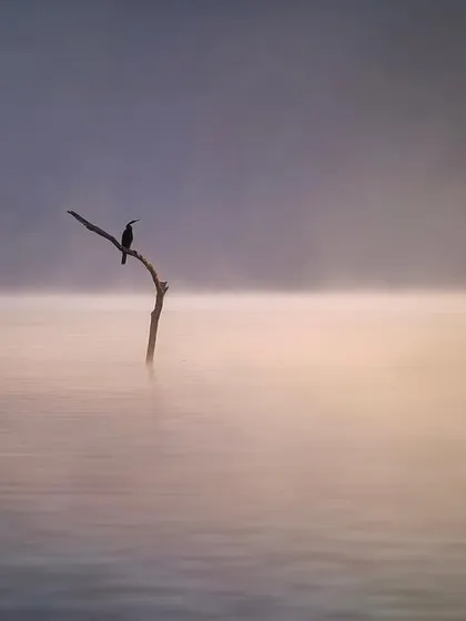 "The River Breath." The mist rises from the Bhadra river as a lone darter keeps watch. The soft, layered colors and minimalist composition create a serene, painterly landscape that invites contemplation and peace.