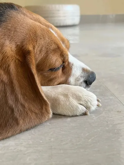 After a fun day of play, there's always time for a good nap. This beagle is resting peacefully indoors, showing how comfortable and at-home our guests feel.