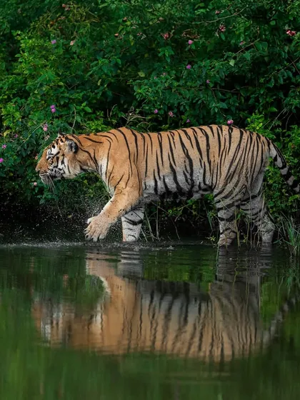 A magnificent reflection of Karadi Male as he steps into a waterbody. These moments, where light, water, and wildlife align, are what we patiently wait for to create truly memorable photographs.
