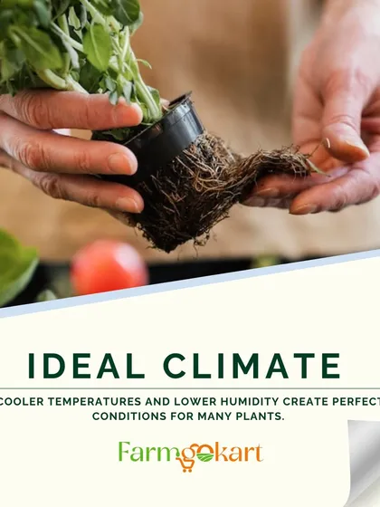 The cooler temperatures and lower humidity of winter create the ideal climate for many plants to establish strong roots.