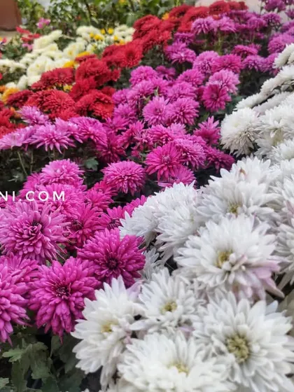 Another perspective on our colorful assortment of Guldavari flowers, perfect for creating mixed flower beds.