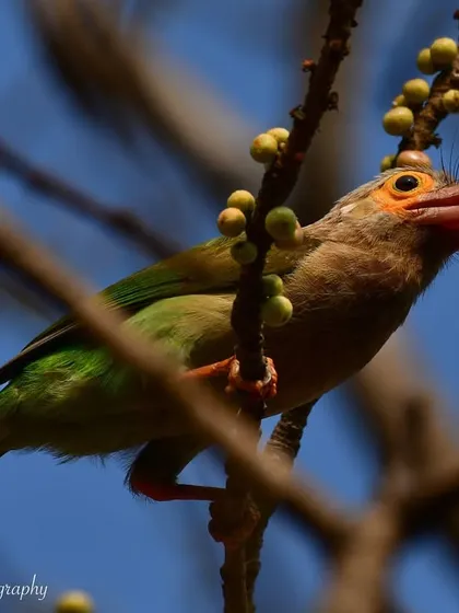A Brown-headed Barbet enjoying a meal of figs. Capturing feeding behavior provides insight into the bird's diet and its role in seed dispersal.