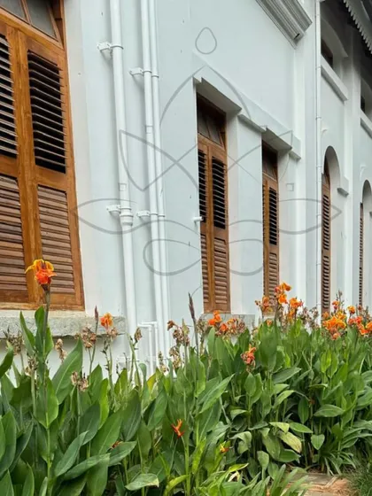 A beautiful border of orange Canna lilies planted against a classic white building with wooden-shuttered windows.