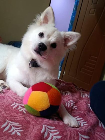 Oggy posing with his colorful ball. He is a playful and handsome young dog.
