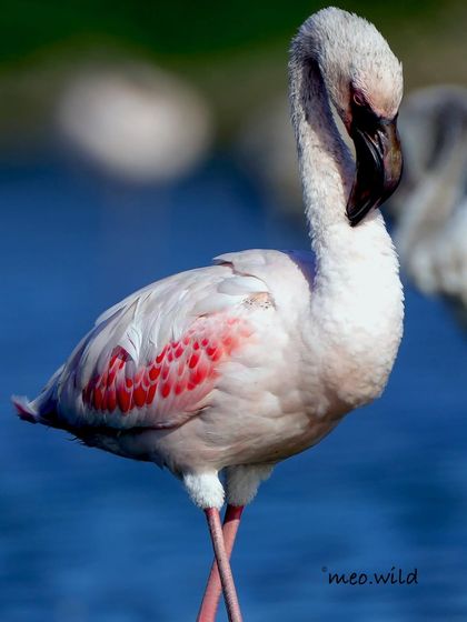 This flamingo looked like a professional model, crossing its legs and tucking its beak while grooming. Even a simple, everyday behavior can look incredibly graceful through the camera lens.