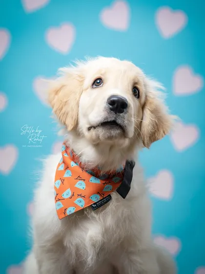 This adorable Golden Retriever puppy is ready for Valentine's Day in a festive bandana. I used a themed background with soft hearts to create a sweet, seasonal product shot that’s perfect for a holiday marketing campaign.
