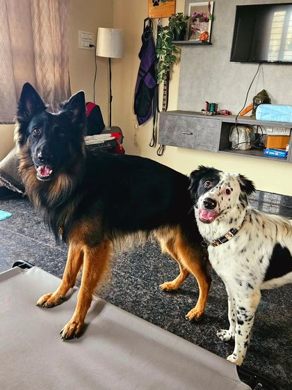 Canine Coach Disha - Dog Socialization & Confidence Building Meet My Co-Trainer, Duggu photo 7