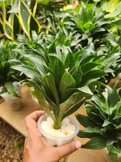 This Dracaena fragrans is a compact variety of the popular Corn Plant. It's known for being very adaptable and tolerant of low-light conditions.