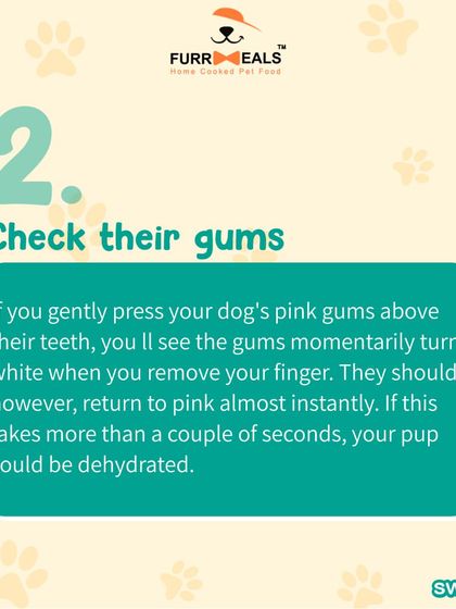 Hydration is important all year round. This guide shows you three simple ways to check if your dog is dehydrated, including the skin elasticity test and checking their gums, and reminds you that bone broth is a great way to boost fluid intake.
