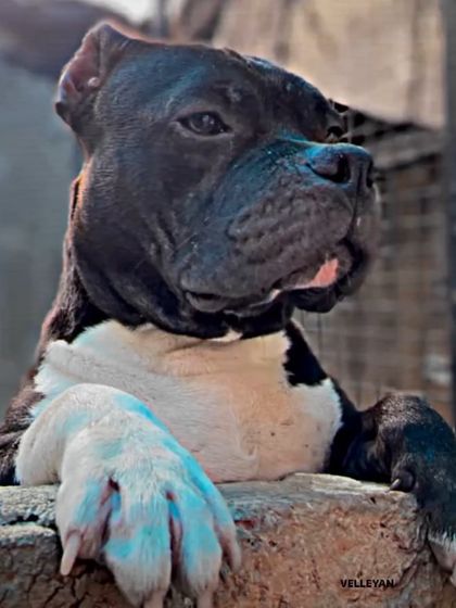 A majestic portrait of Sultan, looking off into the distance like a true king.