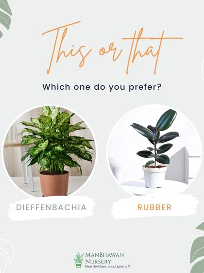 This or That: Dieffenbachia or Rubber Plant? Both are beautiful foliage plants that make a statement. Which one do you prefer for your indoor jungle?