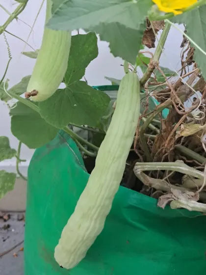 The best part of terrace gardening is harvesting your own organic vegetables. This is a 'kakri', or Armenian cucumber, that I grew in a simple grow bag. With the right soil and care, you can grow this too.