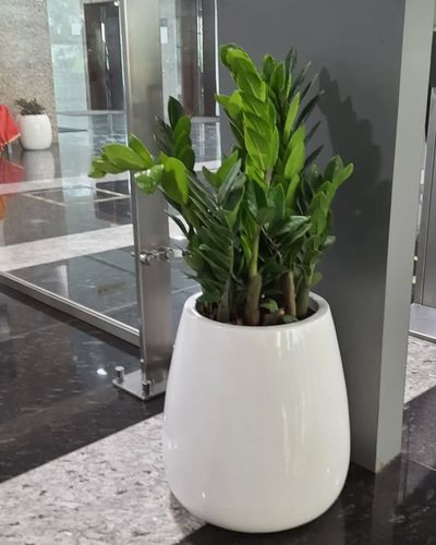 Plantscaping Services