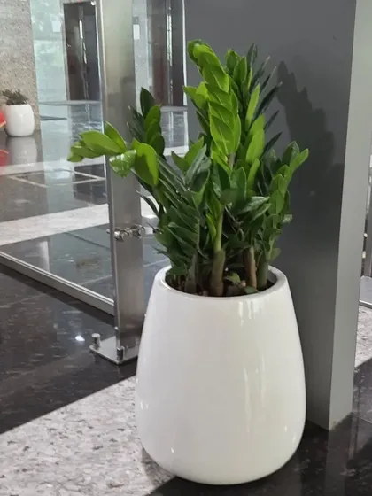 A healthy ZZ plant (Zamioculcas zamiifolia) in a glossy white planter, placed in a corporate lobby. This is an excellent low maintenance, air purifying plant choice for busy office environments.