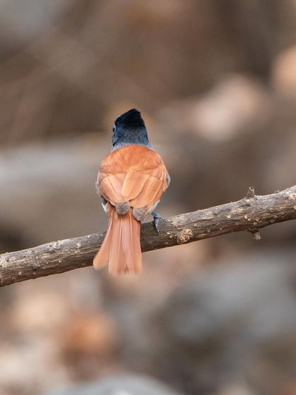 The view from behind, showing the lovely colour gradient on the Paradise Flycatcher's back and tail.