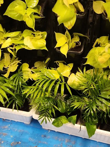 Getting ready for an office installation. Here you can see a mix of neon pothos and areca palms, two popular choices for office environments due to their air purifying qualities and ability to tolerate indoor lighting conditions.