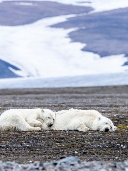 A polar bear mother and cub resting on the tundra during the summer melt, conserving energy for the next hunt.