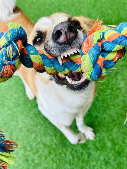 Panda enjoying a game of tug, a great way to build engagement and provide a structured outlet for his energy.
