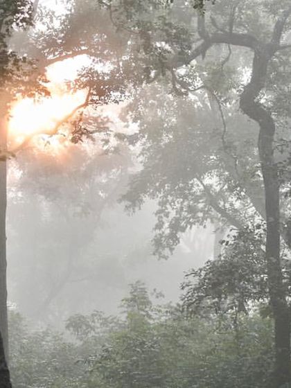 The sun breaks through the morning mist in our forest. This magical light creates a serene and contemplative mood, ideal for forest bathing or a quiet walk before classes begin.
