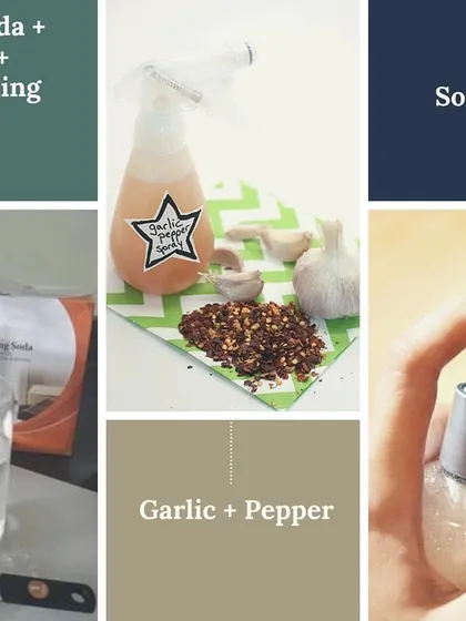 I am passionate about keeping gardens healthy without harsh chemicals. My approach involves using simple, homemade organic sprays. A mix of garlic, pepper, or basic soap water can be incredibly effective against common pests, keeping your plants and your home safe.