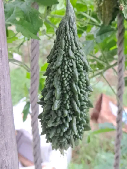 Bhardwaj - Urban Gardening Consultation Grow Your Own Organic Vegetables photo 14