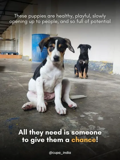 Cupa - Pet Adoption, Fostering & Sponsorship Find Your Canine Companion: Dogs for Adoption photo 21