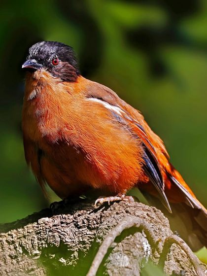 A Rufous Sibia sits on a thick, bark-covered branch. The warm sunlight illuminates its fiery orange plumage against a dark green background.