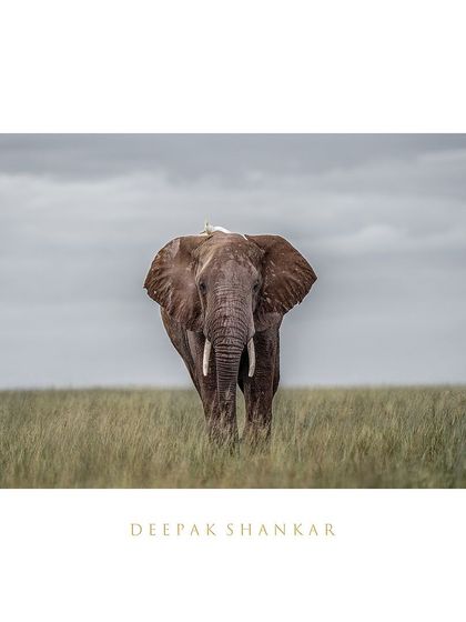 This fine art print is a tribute to the magnificent tuskers of Amboseli. Their quiet strength and resilience are an inspiration.