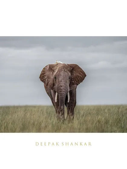These images further celebrate the giants of Africa. From the gentle giants like giraffes and elephants to the striking patterns of zebras, each photo tells a story of life on a grand scale.