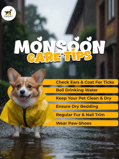 Oh My Pet - Pet Grooming Products Grooming School: Pro Tips & Tricks photo 6