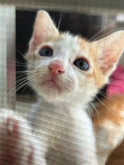 Reaching out for a new life. This 2 month old kitten is part of a litter of four that needs to be adopted.