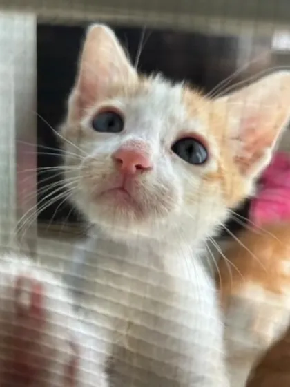A sweet ginger and white kitten peeking through a screen, its big eyes full of wonder.