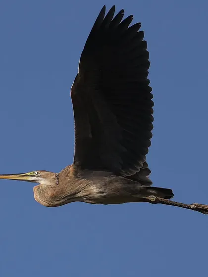 A Purple Heron in flight against a clear blue sky. This shot showcases the impressive wingspan and streamlined form of this common Singapore resident, often nicknamed the "Snake Bird" for its long, slender neck.