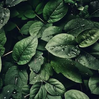 Nature Nurturer