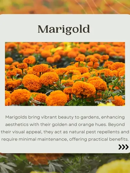 Marigolds bring vibrant beauty to gardens with their golden and orange hues. Beyond their visual appeal, they act as natural pest repellents and require minimal maintenance.