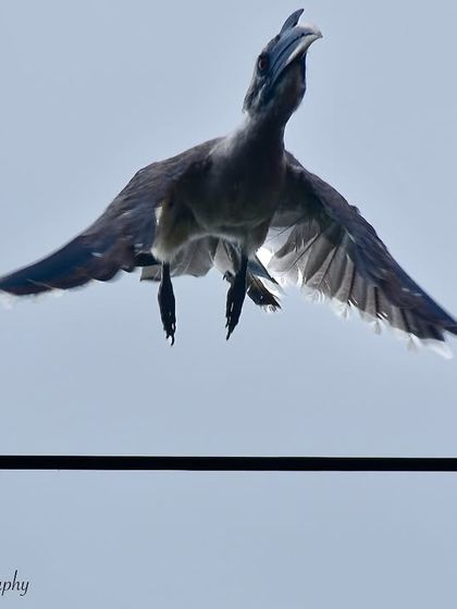 Avian Wonders: A World of Wings photo 38