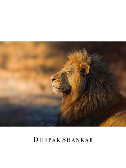 This fine art print is all about warmth and tranquility. The golden light on the lion's mane creates a beautiful, painterly effect that will bring a sense of peace to any room.