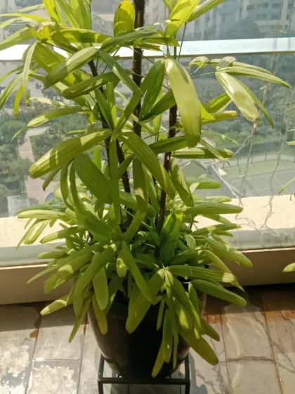 A close-up of a healthy palm in a modern planter, set against a city backdrop. This is a popular choice for contemporary Mumbai apartments.
