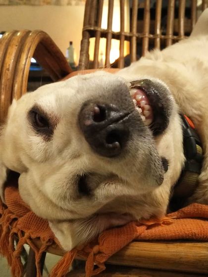 This is Whiskey's weekend mode face. She's a goofy, happy old girl who knows exactly how to use her puppy eyes to get a taste of whatever I'm cooking in the kitchen.