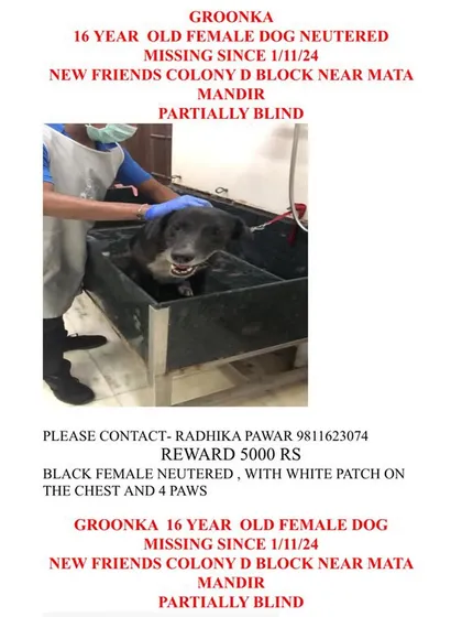 A formal missing poster for Groonka, a 16-year-old, partially blind female dog. The poster details her identifying marks, including a white patch on her chest, to aid in the search.