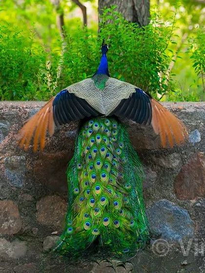 A peacock's feathers are his identity. Every year after the breeding season, he moults his old train and grows a new one. Here, a male in his new attire is ready to dance and attract a mate, showing off the beauty that nature has given him.