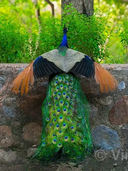 A peacock's feathers are his identity. Every year after the breeding season, he moults his old train and grows a new one. Here, a male in his new attire is ready to dance and attract a mate, showing off the beauty that nature has given him.