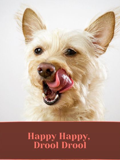 Happy happy, drool drool. This is our motto. I switched from kibble to fresh food for my own dogs and saw the difference. Now, I want to make it easy for you to do the same.