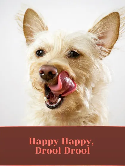 Happy happy, drool drool. This is our motto. I switched from kibble to fresh food for my own dogs and saw the difference. Now, I want to make it easy for you to do the same.