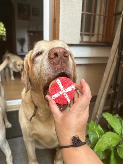 This sweet senior dog enjoys a well-deserved Valentine's treat. Our goodies are perfect for dogs of all ages.