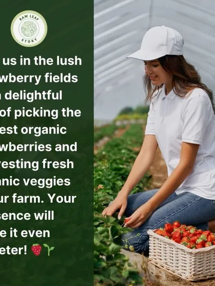 Imagine a perfect day spent in our lush strawberry fields. We welcome you to join us for a delightful experience, harvesting not just sweet berries but also a variety of fresh organic veggies straight from the plant.