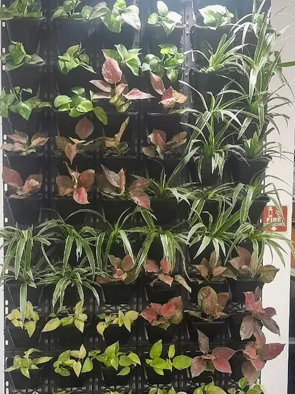 The variety of textures and colors in this office green wall creates a dynamic and engaging natural feature, contributing to a healthier and more positive work environment.