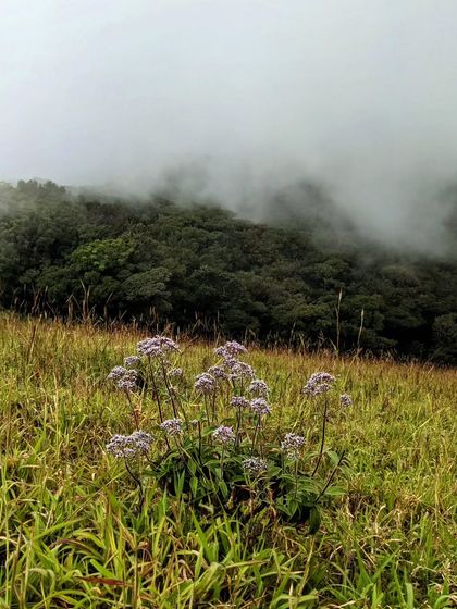 Wildflowers blooming in the grasslands of Kudremukha, adding a splash of color to the green landscape.